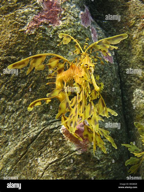 A Leafy Sea Dragon Camouflaged Stock Photo Alamy