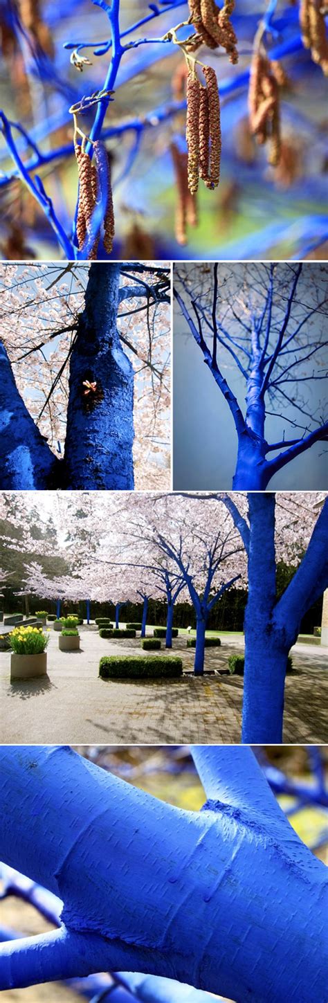 The Blue Trees Is A Social Art Action Through Colour I Am Making A