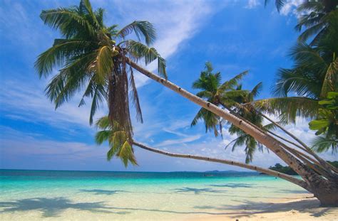 Photography Nature Landscape Palm Trees White Sand Beach