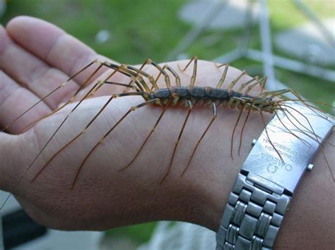 Centipede Bites 6 Symptoms And 7 Effective Treatments Pest Wiki
