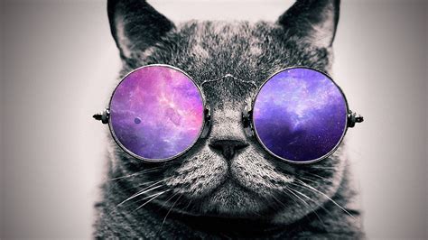 Cat With Glasses Wallpaper 4k Petswall