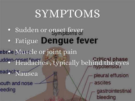 Endemic Diseases Dengue Fever By Mervrams19