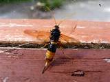 Killer Wasp In China Photos