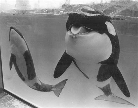 Kaylas Gallery In 2022 Orca Whales Orca Kayla
