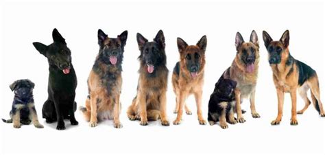 German Shepherd Breed Types Compared Which Is Right For Me Just