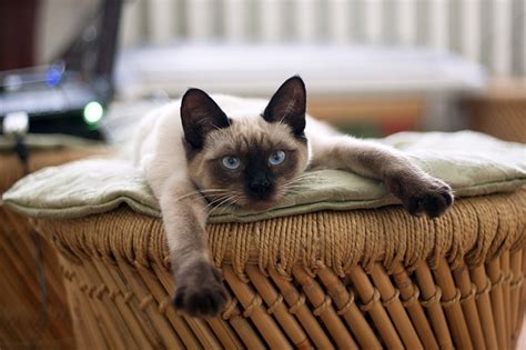 Siamese Cat Facts Aspca Pet Health Insurance