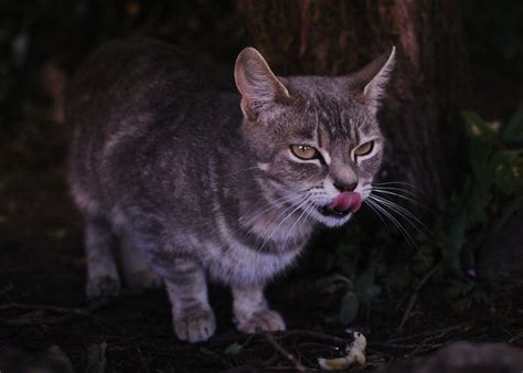 Feral Cats Kill Billions Of Small Critters Each Year Science