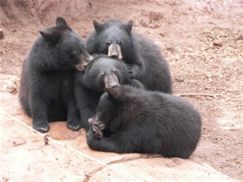 Cubs Suckling On Each Others Ears Black Bear Wildlife Park Cubs
