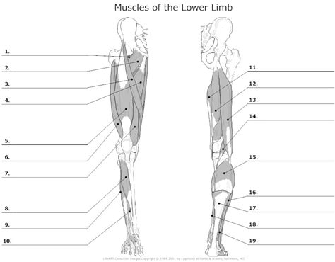 14 Printable Muscle Worksheet