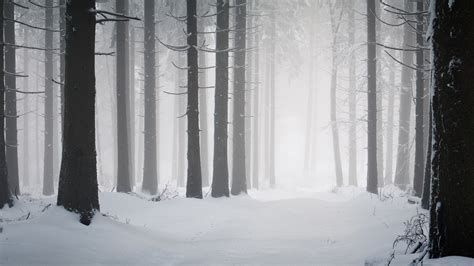 1920x1080 1920x1080 Winter Nature Frost Cold Forest Winter Snow