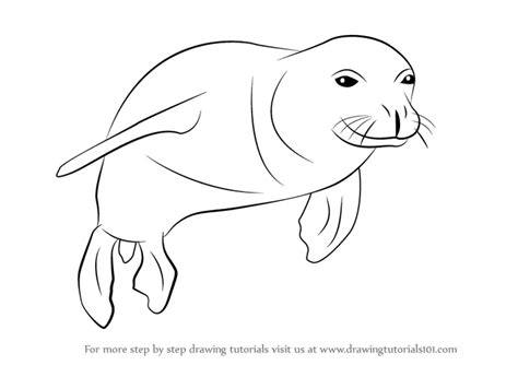 Step By Step How To Draw A Hawaiian Monk Seal