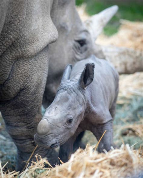 Historic First Ever White Rhino Baby Born At Safari West Safari West