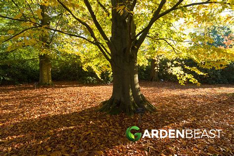 How To Grow An American Beech Tree A Step By Step Guide