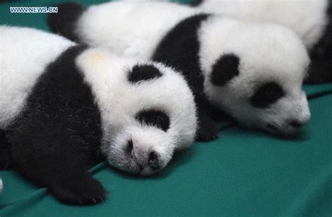 12 Twin Panda Cubs Meet Public In Sw China 1 Cn