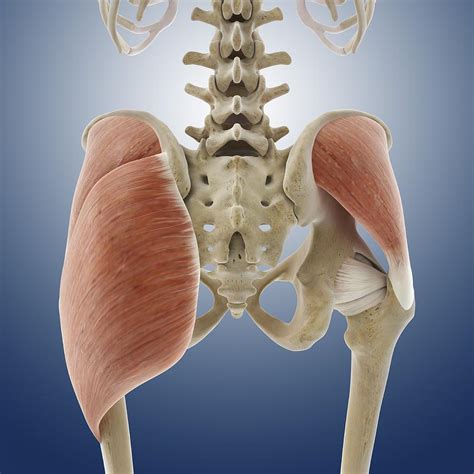 Buttock Muscles Artwork 4 Photograph By Science Photo Library Pixels