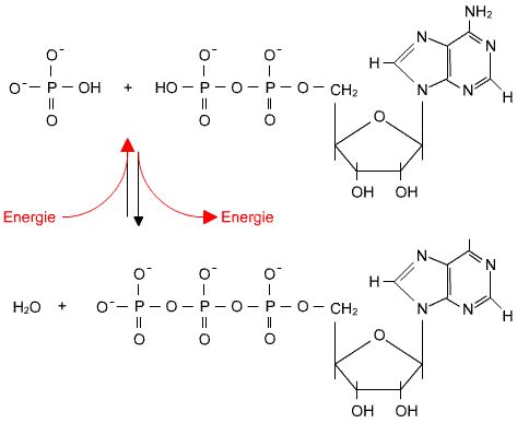 Dies erklärt, warum pro molekül fadh2 weniger atp gebildet werden als pro molekül nadh+h+. Chemischer Aufbau Atp Molekül