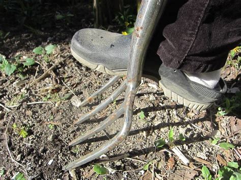 Jeweils zwei bis fünf einzelblüten finden sich in einer blattachsel. Gartenboden und Jahreszeiten | Ahabc.de