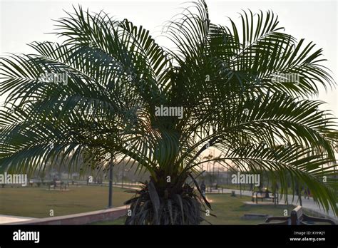 Indian Palm Tree Stock Photo Alamy