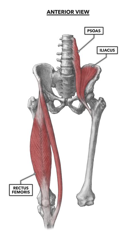 Hip Bone And Muscle Anatomy