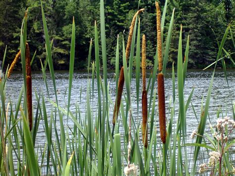 Cattails The Survival Food Thats Great Anytime Off The Grid News