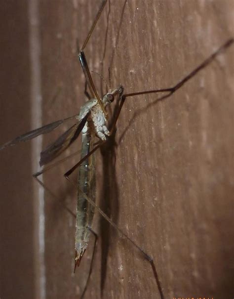 Big Mosquito On The Wall Photograph By Manuel Sanchez