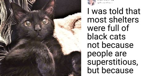 15 Photos Proving A Black Cat Can Bring Everything But Bad Luck