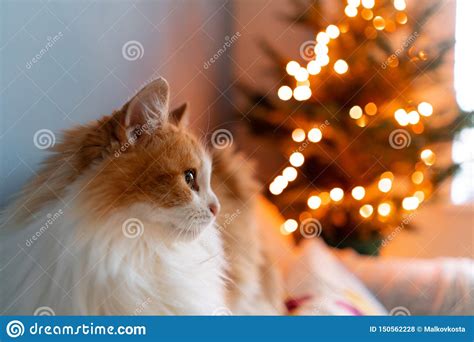 Cute Fluffy Red And White Cat On Christmas Tree Background