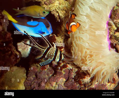 A Saltwater Aquarium Regal Tang Dory Clownfish And Banggai