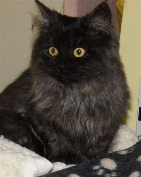 black smoke cats rare | Black Smoke or Smoke Tabby Cat? | Black smoke 