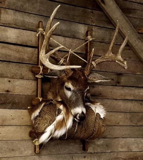 26 Best Ideas For Coloring Deer Head Mounts