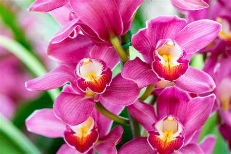 Stefano sambruna in curiosità 22 luglio 2014 1 orchidea a forma di shrek. ORCHIDEA, PREZZO E CARATTERISTICHE ⋆ Blog FloraQueen IT