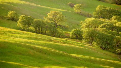 1920x1080 Grass Slope Hill Greens Trees Coolwallpapersme