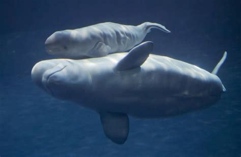 Baby Beluga Whale Born At Chicago Shedd Aquarium Beluga Whale Whale