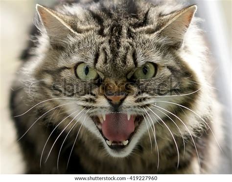 67128 Angry Cat Face Images Stock Photos And Vectors Shutterstock