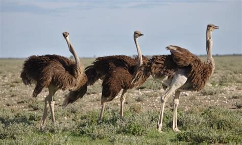 Ostrich Description Habitat And Fun Facts I Theanimalspedia