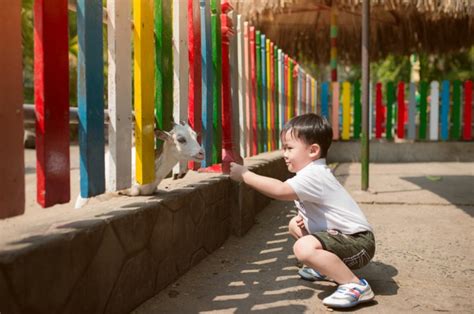 Melalui jasa bangun rumah bogor 081270328816 lanjutkan membaca lowongan tukang bangun rumah di bogor. Batu Secret Zoo Punya Baby Zoo untuk Anak Hewan - Ngalam.co