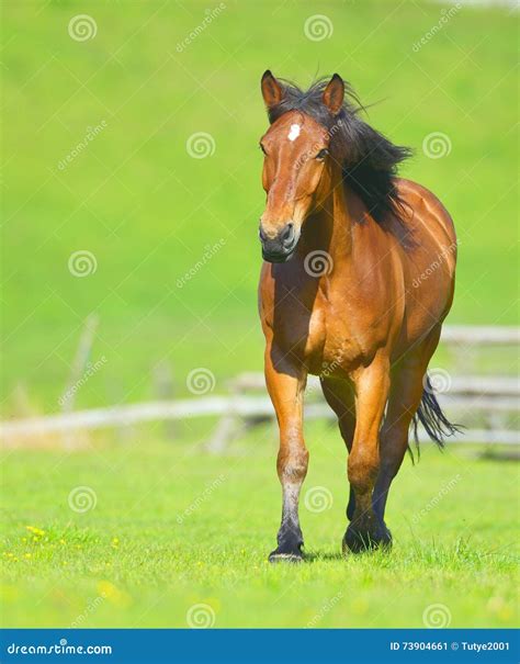 Beautiful Free Chestnut Horse Trotting At The Field Stock Image Image