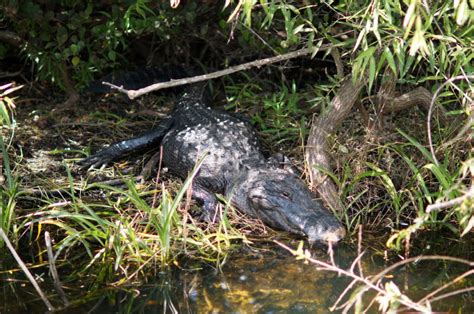 Biking Among Alligators In Shark Valley Everglades National