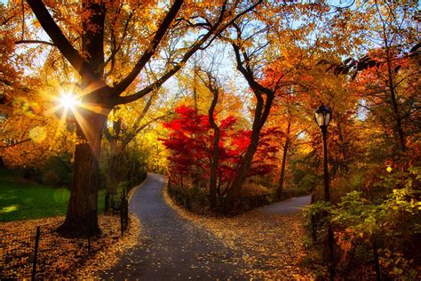 Wallpaper Autumn Park Trees Light Morning Foliage Hd Widescreen