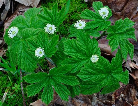 Endangered Plants In Canada The Canadian Encyclopedia