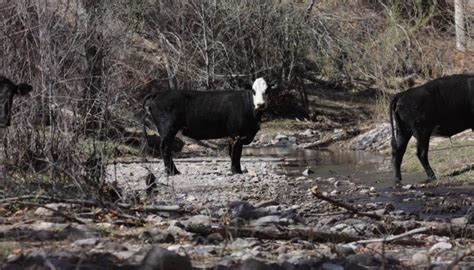 Tell The Forest Service You Support Feral Cattle Removal In The Gila