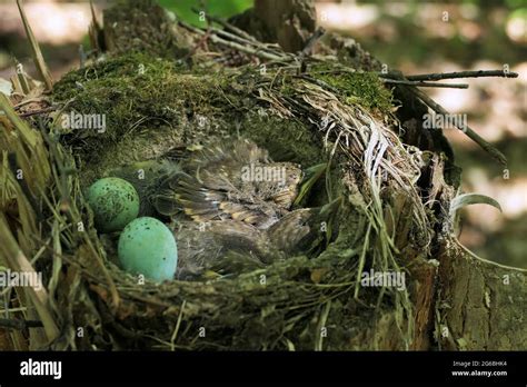 Small Birds In A Nest In The Forest In Their Natural Habitat Birds