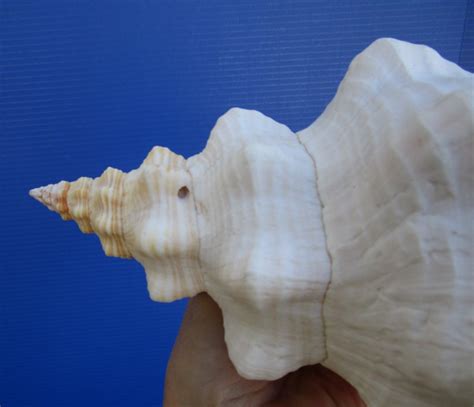 11 Inches Georgeous Horse Conch Shell A Pale Peach Official Seashell