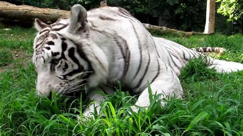 Even White Tigers Eat Their Veggies Youtube