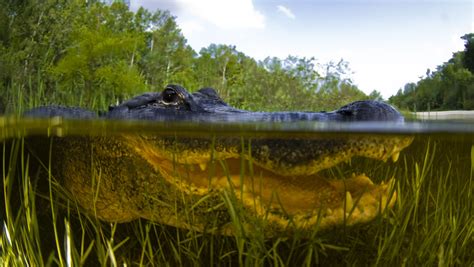 Giant Alligator In Lake Okeechobee Caught