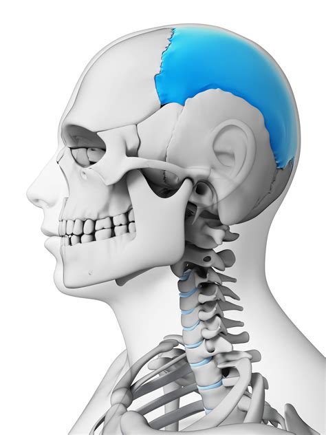 Parietal Bone Anatomy Function And Treatment