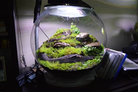 14 Bubble Glass Moss And Liverwort Terrarium 6 Months Old Terrariums