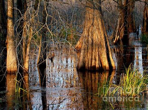 Louisiana Swamp By Eva Kato Louisiana Swamp Swamp Kato