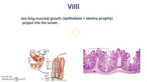 Folds Villi Microvilli Of Small Intestine Plicae Circulares Castu