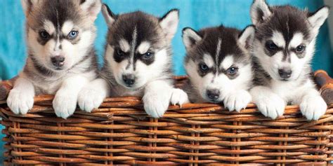 They need a lot of attention and exercise. How to Choose a Husky Puppy from a Litter?